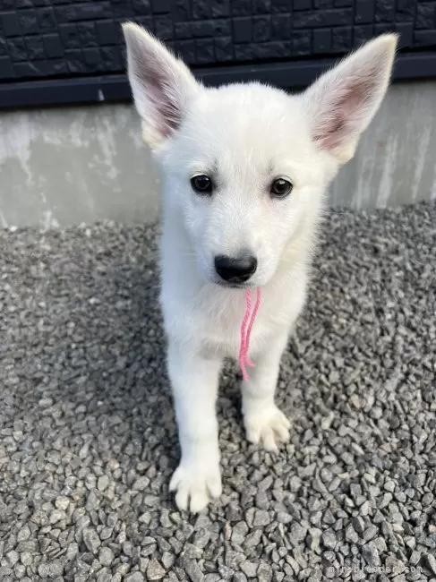 zCgEVFp[h̎qiID:1288311054j2ڂ̎ʐ^/XV:2025-10-22