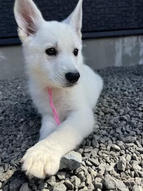 zCgEVFp[h̎qiID:1288311054j3ڂ̎ʐ^/XV:2025-10-22