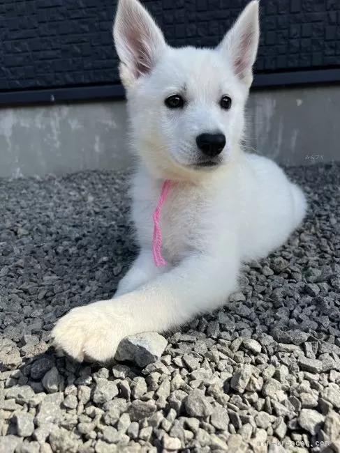 zCgEVFp[h̎qiID:1288311054j4ڂ̎ʐ^/XV:2025-10-22