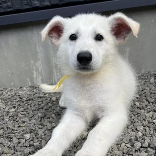 zCgEVFp[h̎qiID:1288311055j1ڂ̎ʐ^/XV:2025-10-22