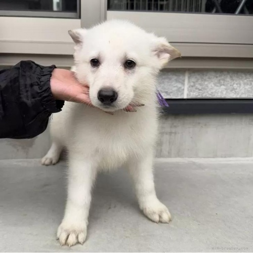 zCgEVFp[h̎qiID:1288311056j1ڂ̎ʐ^/XV:2025-10-22