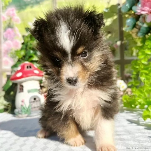 �V�F�b�g�����h�V�[�v�h�b�O�̎q���iID:1288311057�j��1���ڂ̎ʐ^/�X�V��:2026-01-11