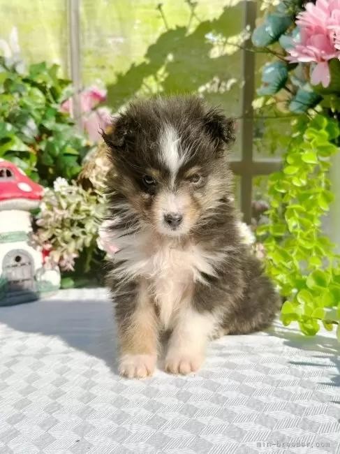 �V�F�b�g�����h�V�[�v�h�b�O�̎q���iID:1288311057�j��2���ڂ̎ʐ^/�X�V��:2026-01-11