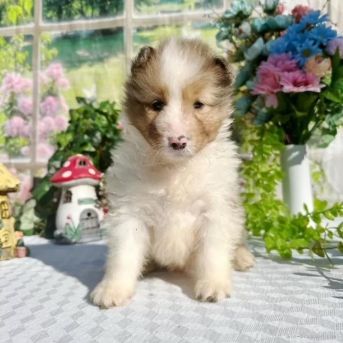 �V�F�b�g�����h�V�[�v�h�b�O�̎q���iID:1288311058�j��1���ڂ̎ʐ^/�X�V��:2026-01-11