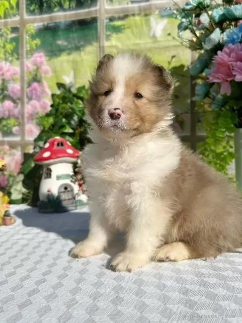 �V�F�b�g�����h�V�[�v�h�b�O�̎q���iID:1288311058�j��2���ڂ̎ʐ^/�X�V��:2026-01-11