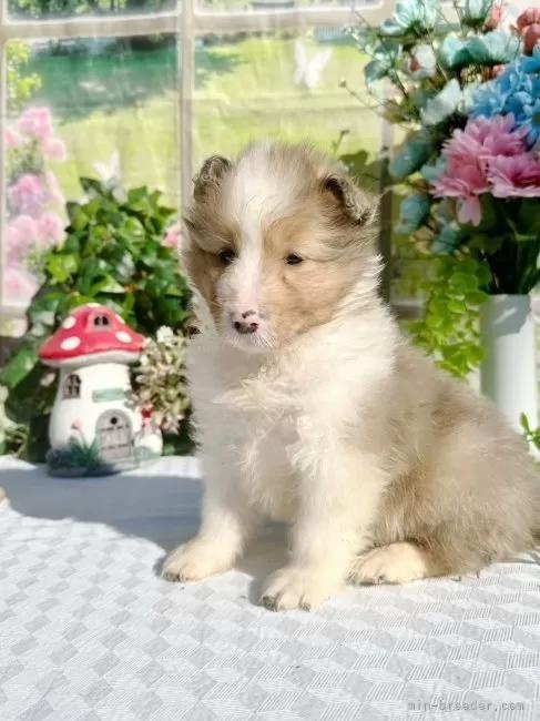 �V�F�b�g�����h�V�[�v�h�b�O�̎q���iID:1288311058�j��3���ڂ̎ʐ^/�X�V��:2026-01-11