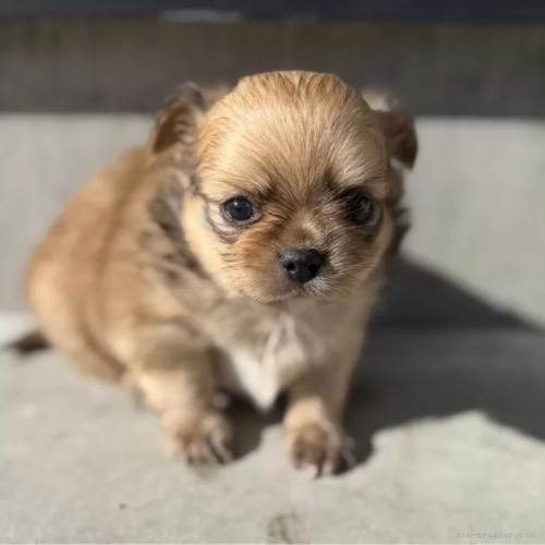 �`�����i�����O�j�̎q���iID:1288311059�j��1���ڂ̎ʐ^/�X�V��:2026-01-11