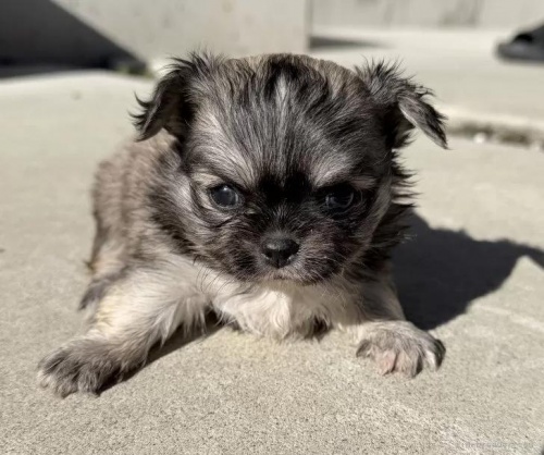 �`�����i�����O�j�̎q���iID:1288311060�j��2���ڂ̎ʐ^/�X�V��:2026-01-11