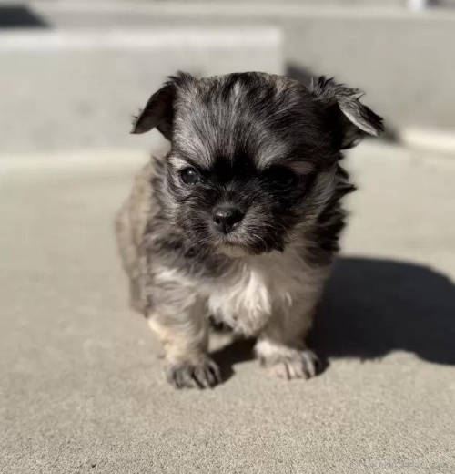 �`�����i�����O�j�̎q���iID:1288311060�j��3���ڂ̎ʐ^/�X�V��:2026-01-11