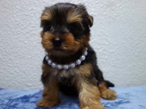 ���[�N�V���[�e���A�̎q���iID:1288911039�j��2���ڂ̎ʐ^/�X�V��:2026-01-18