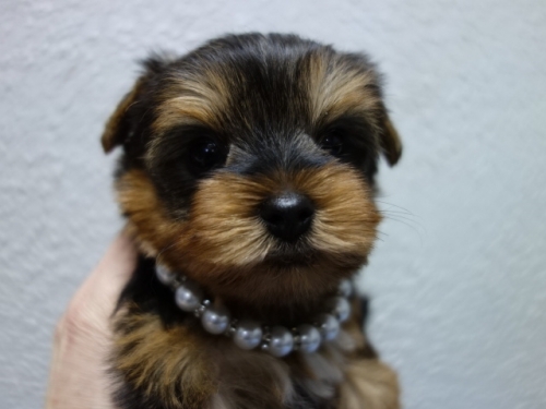 ���[�N�V���[�e���A�̎q���iID:1288911039�j��3���ڂ̎ʐ^/�X�V��:2026-01-18