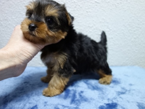 ���[�N�V���[�e���A�̎q���iID:1288911039�j��4���ڂ̎ʐ^/�X�V��:2026-01-18