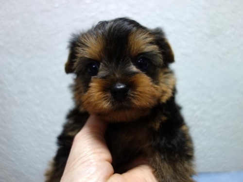 ���[�N�V���[�e���A�̎q���iID:1288911040�j��1���ڂ̎ʐ^/�X�V��:2026-01-18