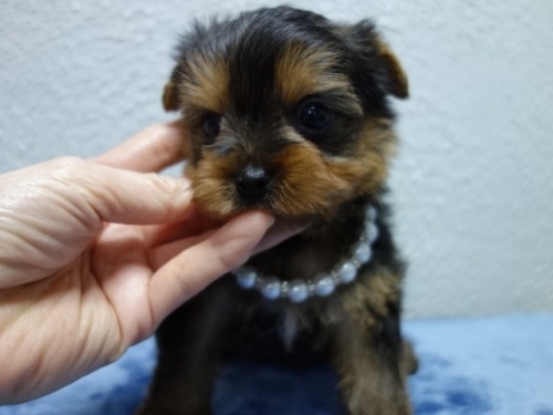 ���[�N�V���[�e���A�̎q���iID:1288911040�j��2���ڂ̎ʐ^/�X�V��:2026-01-18