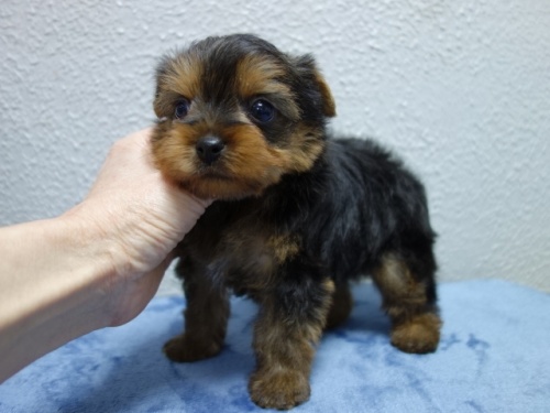 ���[�N�V���[�e���A�̎q���iID:1288911040�j��3���ڂ̎ʐ^/�X�V��:2026-01-18