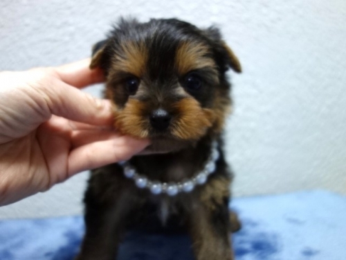 ���[�N�V���[�e���A�̎q���iID:1288911040�j��4���ڂ̎ʐ^/�X�V��:2026-01-18