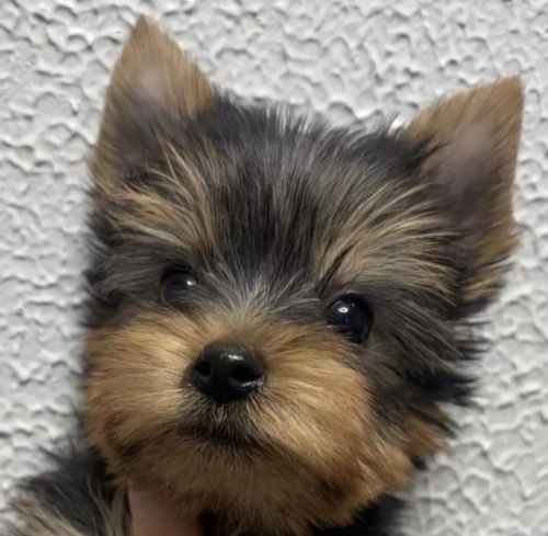 ���[�N�V���[�e���A�̎q���iID:1288911041�j��1���ڂ̎ʐ^/�X�V��:2026-01-18