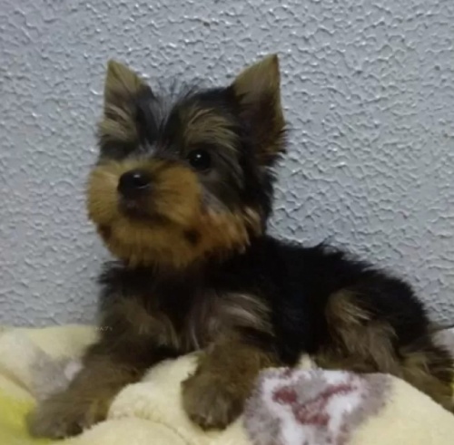 ���[�N�V���[�e���A�̎q���iID:1288911041�j��2���ڂ̎ʐ^/�X�V��:2026-01-18