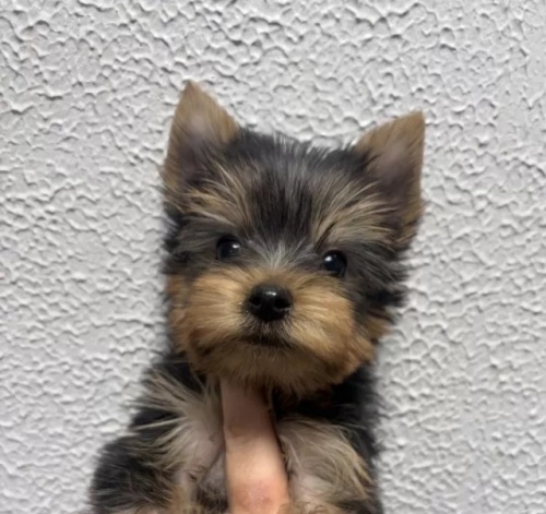 ���[�N�V���[�e���A�̎q���iID:1288911041�j��3���ڂ̎ʐ^/�X�V��:2026-01-18