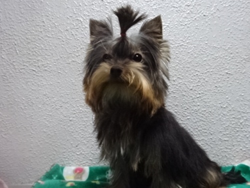 ���[�N�V���[�e���A�̎q���iID:1288911042�j��1���ڂ̎ʐ^/�X�V��:2026-01-18