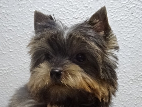 ���[�N�V���[�e���A�̎q���iID:1288911042�j��2���ڂ̎ʐ^/�X�V��:2026-01-18