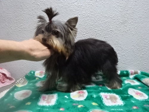 ���[�N�V���[�e���A�̎q���iID:1288911042�j��3���ڂ̎ʐ^/�X�V��:2026-01-18