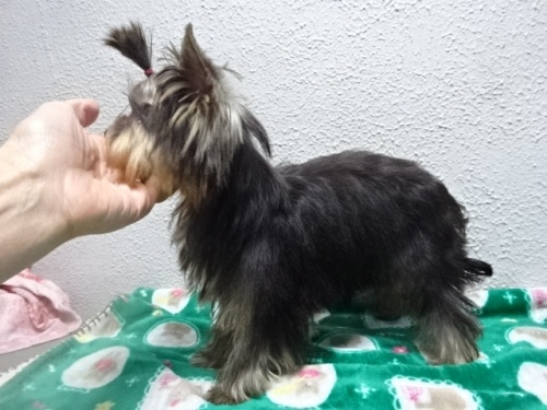 ���[�N�V���[�e���A�̎q���iID:1288911042�j��4���ڂ̎ʐ^/�X�V��:2026-01-18