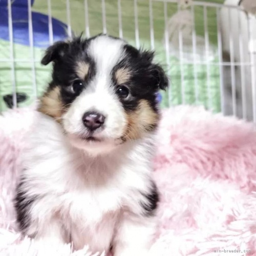 �V�F�b�g�����h�V�[�v�h�b�O�̎q���iID:1289611007�j��1���ڂ̎ʐ^/�X�V��:2026-01-13