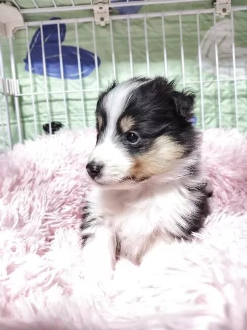 �V�F�b�g�����h�V�[�v�h�b�O�̎q���iID:1289611007�j��2���ڂ̎ʐ^/�X�V��:2026-01-13