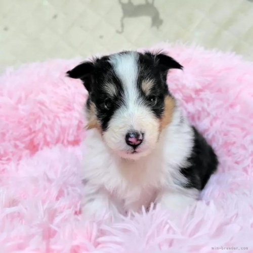 �V�F�b�g�����h�V�[�v�h�b�O�̎q���iID:1289611007�j��3���ڂ̎ʐ^/�X�V��:2026-01-13