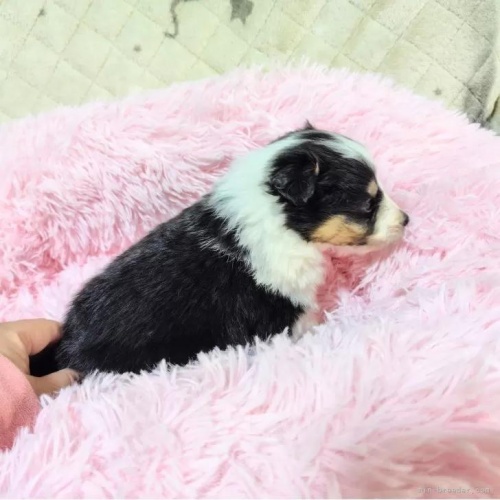 �V�F�b�g�����h�V�[�v�h�b�O�̎q���iID:1289611007�j��4���ڂ̎ʐ^/�X�V��:2026-01-13