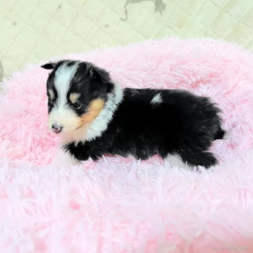 �V�F�b�g�����h�V�[�v�h�b�O�̎q���iID:1289611007�j��5���ڂ̎ʐ^/�X�V��:2026-01-13