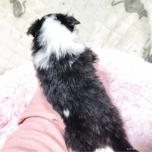 �V�F�b�g�����h�V�[�v�h�b�O�̎q���iID:1289611007�j��6���ڂ̎ʐ^/�X�V��:2026-01-13