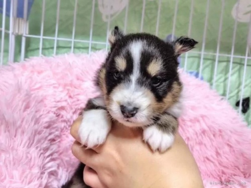 �V�F�b�g�����h�V�[�v�h�b�O�̎q���iID:1289611008�j��2���ڂ̎ʐ^/�X�V��:2026-01-13