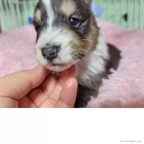 �V�F�b�g�����h�V�[�v�h�b�O�̎q���iID:1289611008�j��3���ڂ̎ʐ^/�X�V��:2026-01-13