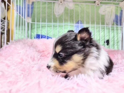 �V�F�b�g�����h�V�[�v�h�b�O�̎q���iID:1289611008�j��4���ڂ̎ʐ^/�X�V��:2026-01-13