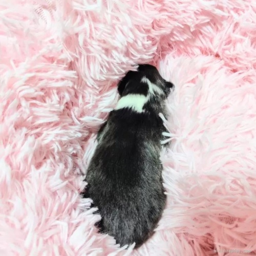 �V�F�b�g�����h�V�[�v�h�b�O�̎q���iID:1289611008�j��5���ڂ̎ʐ^/�X�V��:2026-01-13