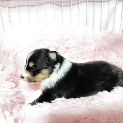 �V�F�b�g�����h�V�[�v�h�b�O�̎q���iID:1289611008�j��6���ڂ̎ʐ^/�X�V��:2026-01-13