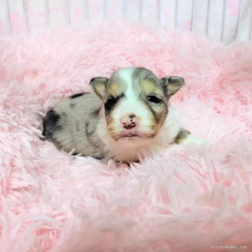 �V�F�b�g�����h�V�[�v�h�b�O�̎q���iID:1289611009�j��1���ڂ̎ʐ^/�X�V��:2026-01-13