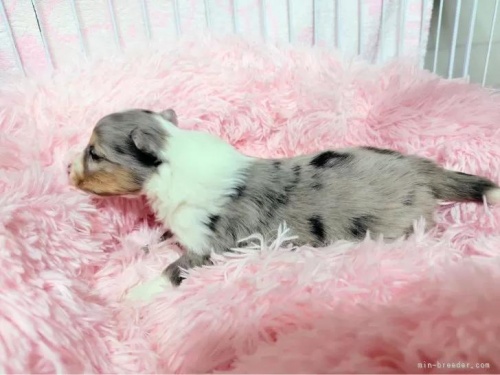 �V�F�b�g�����h�V�[�v�h�b�O�̎q���iID:1289611009�j��2���ڂ̎ʐ^/�X�V��:2026-01-13