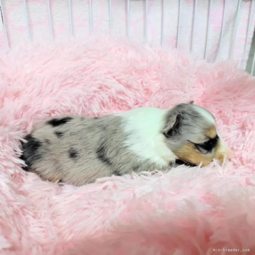 �V�F�b�g�����h�V�[�v�h�b�O�̎q���iID:1289611009�j��3���ڂ̎ʐ^/�X�V��:2026-01-13