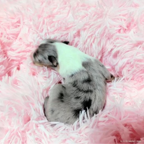 �V�F�b�g�����h�V�[�v�h�b�O�̎q���iID:1289611009�j��4���ڂ̎ʐ^/�X�V��:2026-01-13