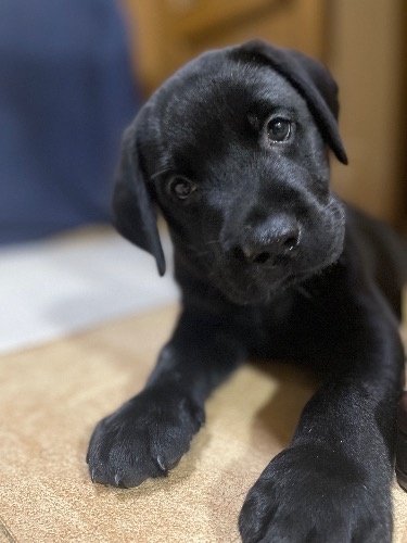 ラブラドールレトリバーの子犬(ID:1290711001)の1枚目の写真/更新日:2025-07-26