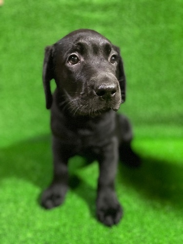 ラブラドールレトリバーの子犬(ID:1290711001)の2枚目の写真/更新日:2025-07-26