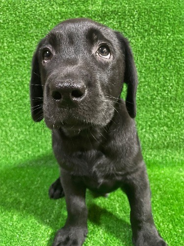 ラブラドールレトリバーの子犬(ID:1290711001)の3枚目の写真/更新日:2025-07-26