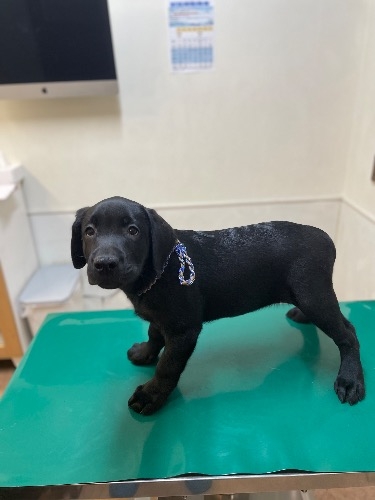 ラブラドールレトリバーの子犬(ID:1290711001)の4枚目の写真/更新日:2025-07-26