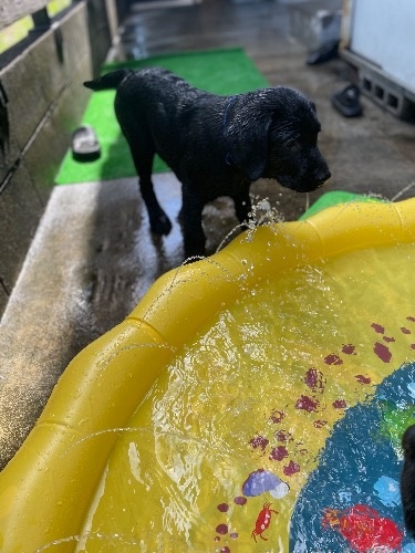 ラブラドールレトリバーの子犬(ID:1290711001)の5枚目の写真/更新日:2025-07-26
