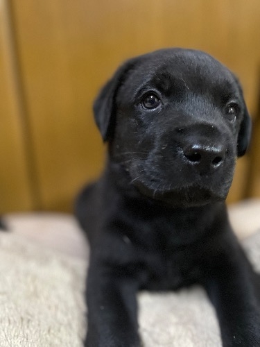 ラブラドールレトリバーの子犬(ID:1290711001)の6枚目の写真/更新日:2025-07-26