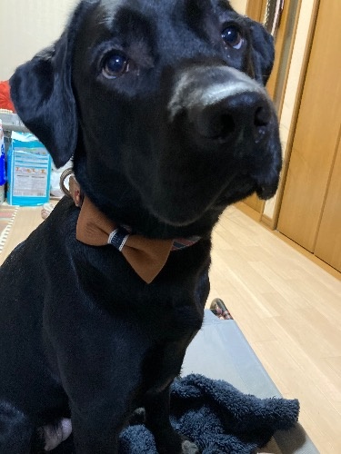 ラブラドールレトリバーの子犬(ID:1290711001)の7枚目の写真/更新日:2025-07-26