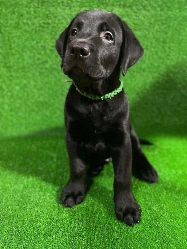 ラブラドールレトリバーの子犬(ID:1290711002)の1枚目の写真/更新日:2025-07-26